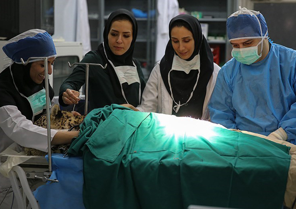  عمل جراحی پلنگ زخمی خرم‌آباد+تصاویر 