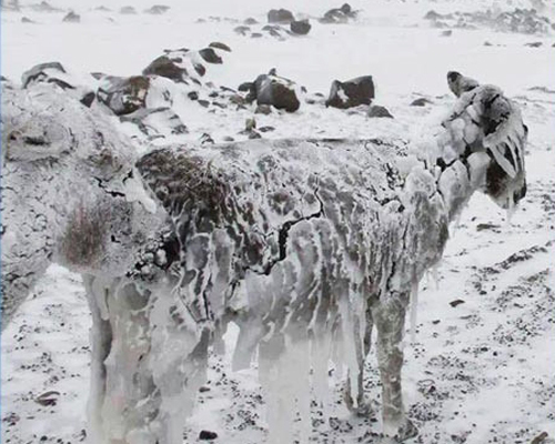یخ زدن حیوانات بر اثر سرمای شدید در سوریه