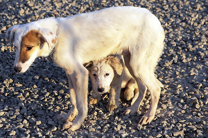 (تصاویر) پناهگاه سگ‌های ولگرد در قزوین