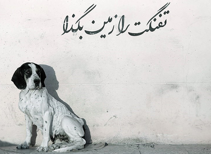 (تصاویر) پناهگاه سگ‌های ولگرد در قزوین