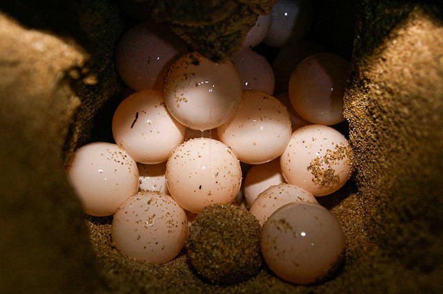 تصاویر/ تخم‌گذاری لاک‌پشت‌ها در قشم
