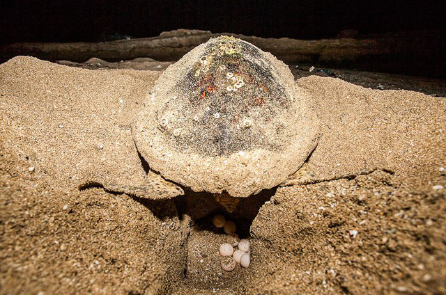 تصاویر/ تخم‌گذاری لاک‌پشت‌ها در قشم