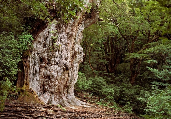 نتیجه تصویری برای درخت پاندو 80 هزارساله