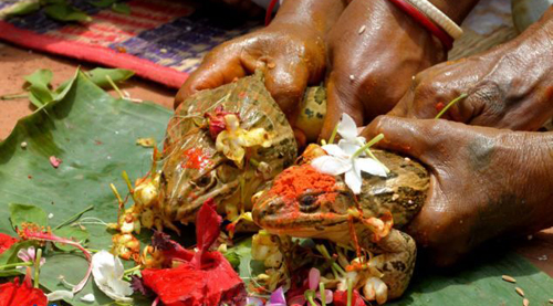 مراسم جشن عروسی دو قورباغه در هند 1