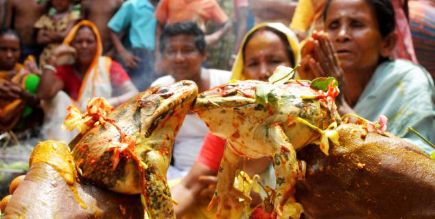 مراسم جشن عروسی دو قورباغه در هند 1