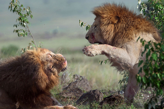 (تصاویر) نبرد خونین شیرهای نر 1
