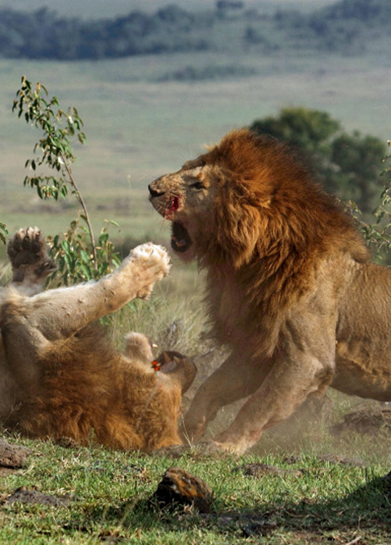 (تصاویر) نبرد خونین شیرهای نر 1