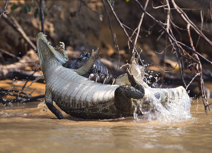 (تصاویر) حمله برق‌آسای پلنگ به تمساح