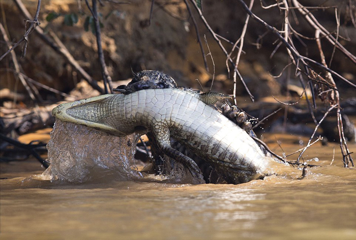 (تصاویر) حمله برق‌آسای پلنگ به تمساح