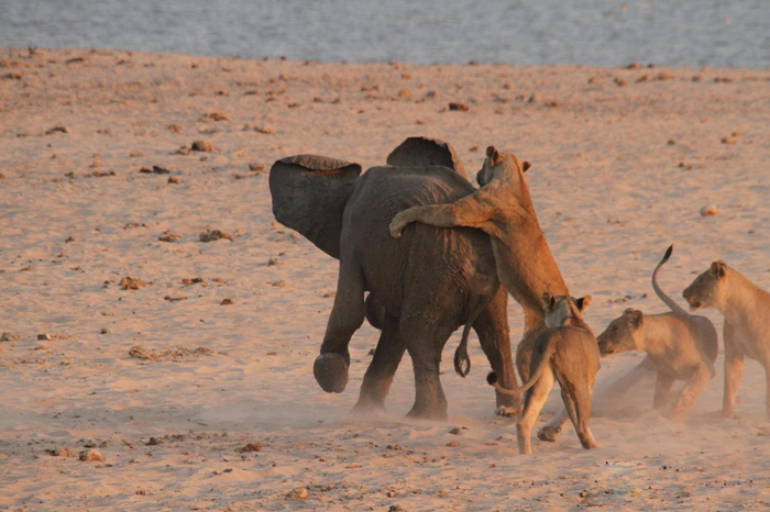 (تصاویر) حمله شیرها به فیل