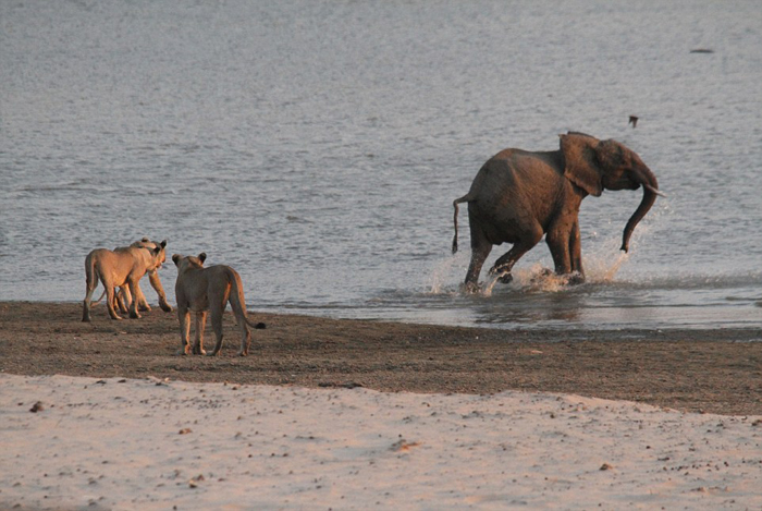 (تصاویر) حمله شیرها به فیل