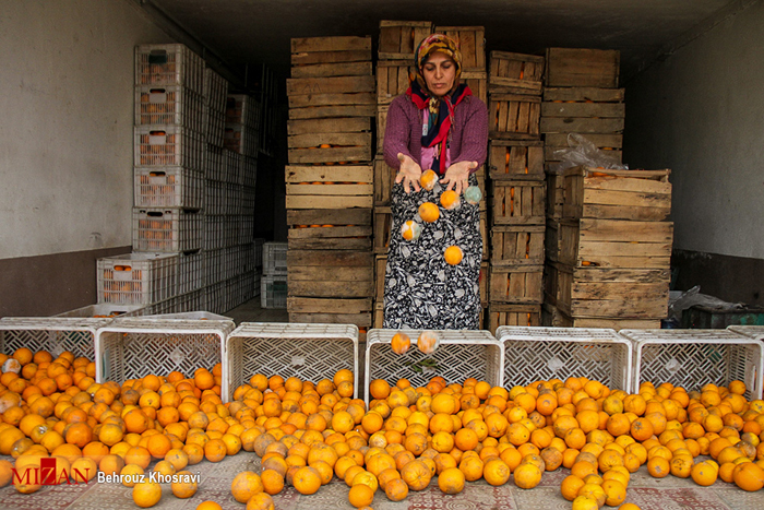(تصاویر) حمله سرما به پرتقال‌های شمال