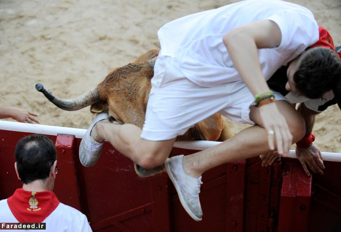 (تصاویر) نبرد خیابانی با گاوهای خشمگین