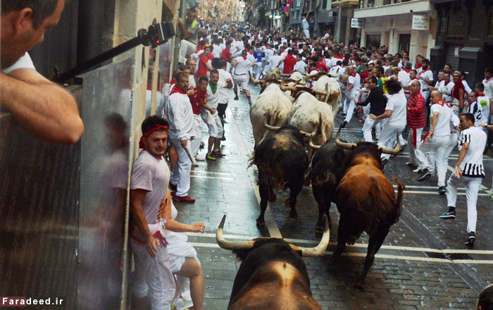 (تصاویر) نبرد خیابانی با گاوهای خشمگین