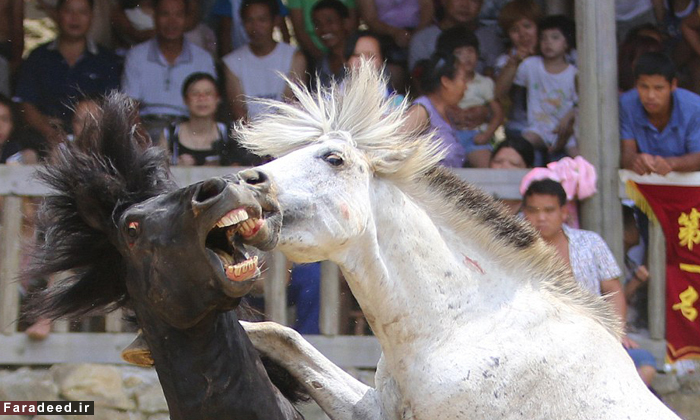 عکس دعوا حیوانات عکس دعوا اسب ها عکس حیوانات عکس چین اخبار چین