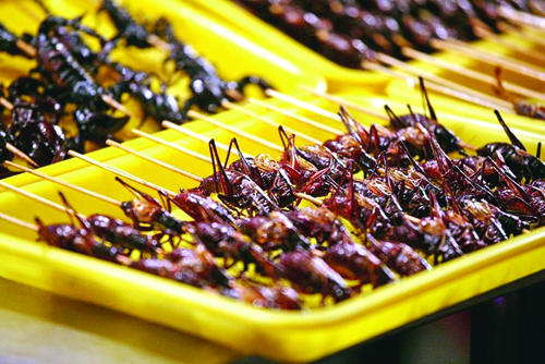 تولید حشرات خوراکی در ایران کلید خورد