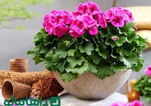 گیاهان آپارتمانی که حس و حال خانه‌های قدیمی ایرانی را دارند