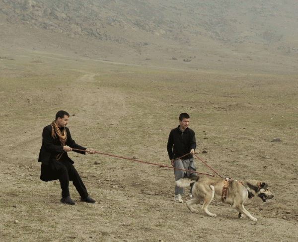 عکسهای سگ افغانستان