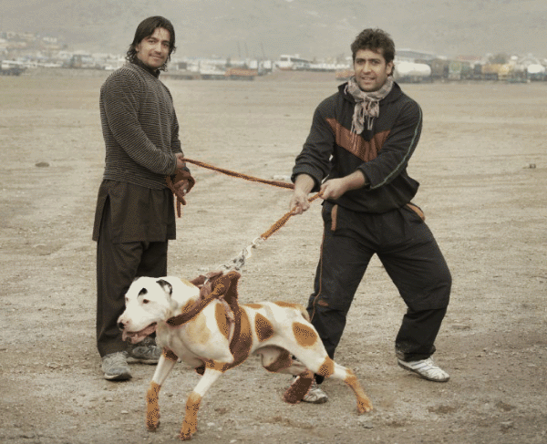 عکسهای سگ تازی افغان