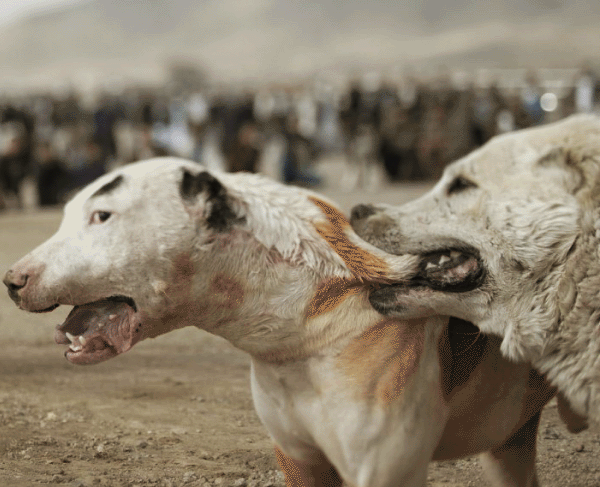 عکس سگ های جنگی افغان