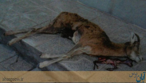 اقدام بی رحمانه یک شکارچی در کرمان