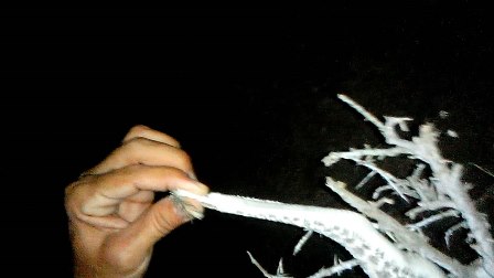 نجات کمیاب ترین مار افعی جهان در گیلانغرب