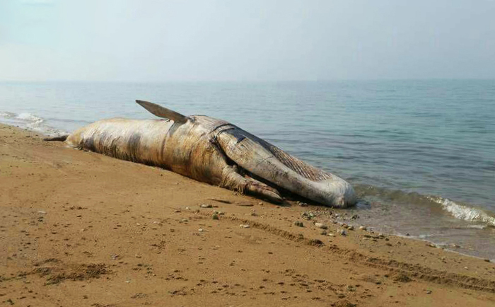فرارو | (تصاویر) لاشه نهنگ ۱۰تنی در ساحل بندرلنگه