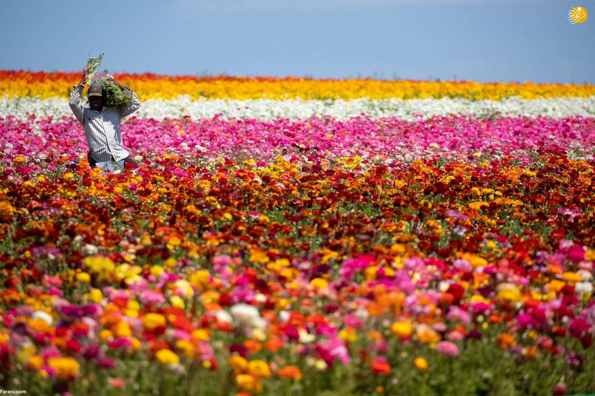Карлсбад Калифорния цветочные поля