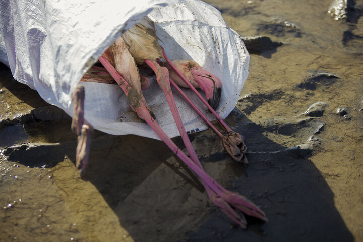 مرگ ۸۰۰ پرنده مهاجر طی ۴۸ ساعت در خلیج گرگان