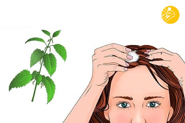 ۱۰ گیاهی که به درمان ریزش مو کمک می‌کنند
