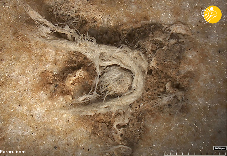 (تصاویر) کشف قدیمی‌ترین طناب از دوران نئاندرتال