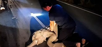 (ویدئو) احیای بچه فیل پس از تصادف با موتورسیکلت