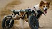 (تصاویر) تردد سگ‌های معلول با صندلی چرخدار