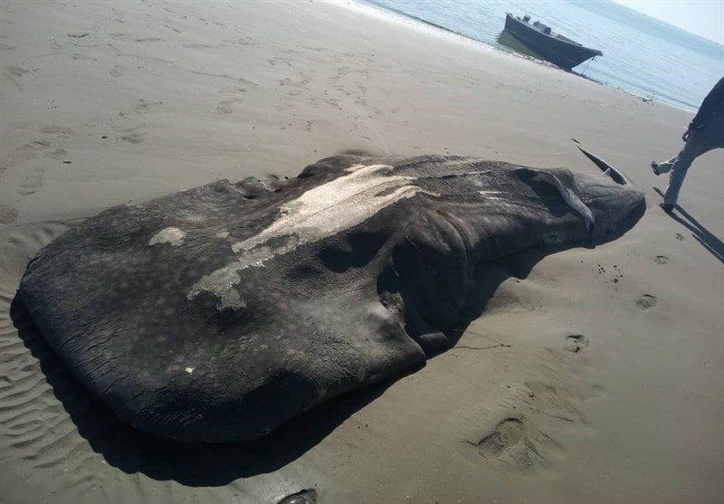 (تصاویر) کشف لاشه یک کوسه نهنگ در میناب