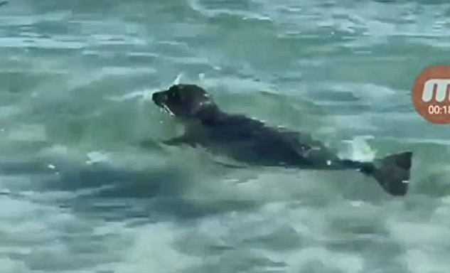 (ویدئو) سنگباران یک فُک در ساحل دریای خزر!