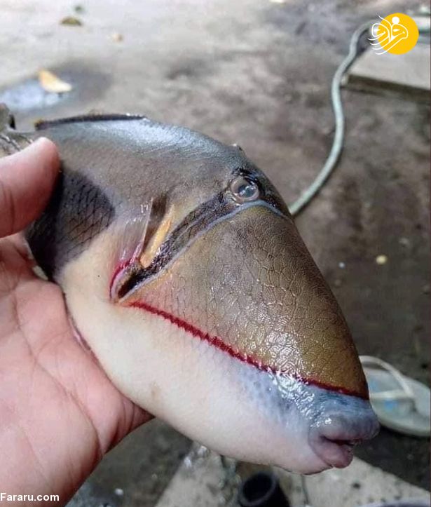 (تصویر) ماهی عجیب الخلقه که دهان و دندان شبیه انسان دارد!