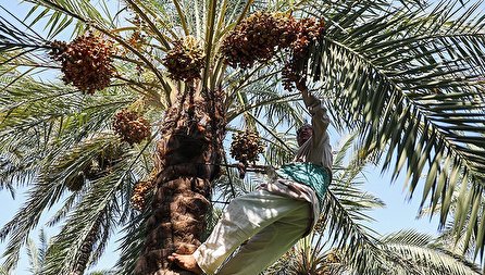 (تصاویر) برداشت خارک و رطب در آبادان