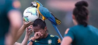 (ویدئو) مهمان ناخوانده در تیم ملی فوتبال زنان برزیل