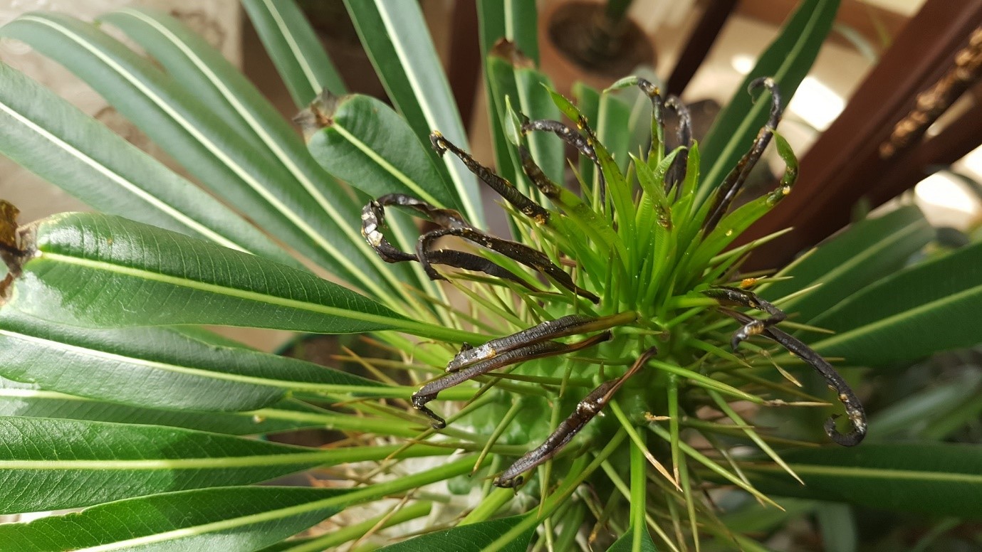 نکاتی برای پرورش و نگهداری از گیاه نخل ماداگاسکار