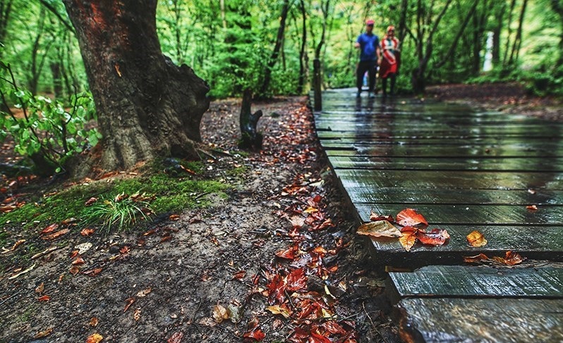 تصاویری دلنشین از باران پاییزی در پارک جنگلی النگدره