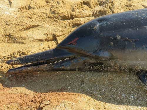 به گل‌نشستن لاشه یک دلفین در ساحل بوشهر