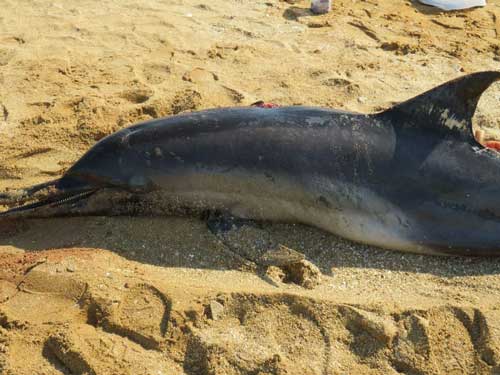به گل‌نشستن لاشه یک دلفین در ساحل بوشهر