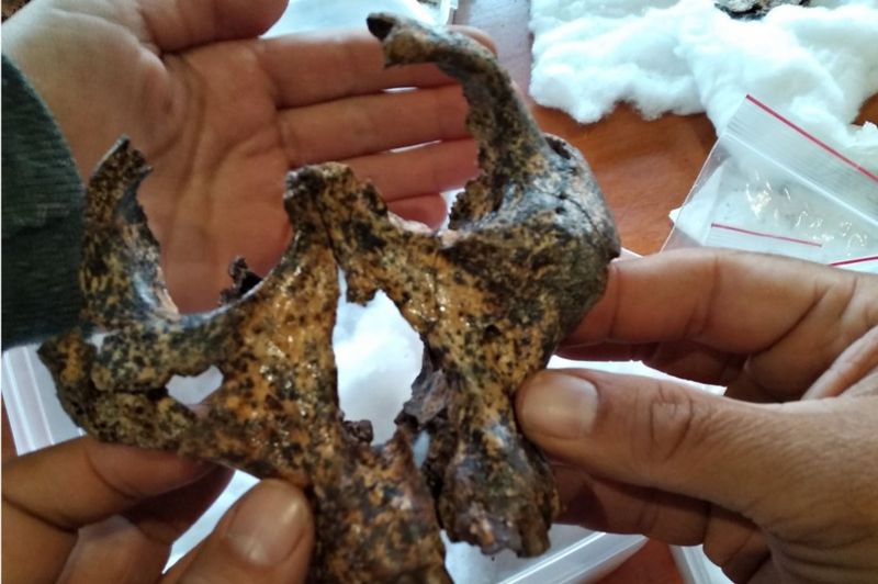 (تصاویر) جمجمه دو میلیون ساله عموزاده اجداد انسان پیدا شد