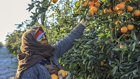 (تصاویر) آخرین روز کارگران فصلی در باغ پرتقال