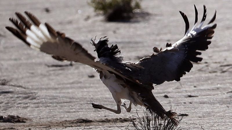 شکار پرنده‌ کمیاب برای افزایش قدرت جنسی شیوخ امارات!