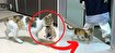 (ویدئو) گربه‌ای که بچه‌اش را برای درمان به بیمارستان برد
