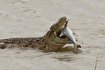 (تصاویر) لحظه شکار گاوکوسه توسط تمساح نیل