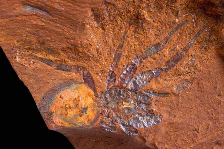 (تصاویر) کشف فسیل‌های شگفت انگیز از «قلب مرده» استرالیا!