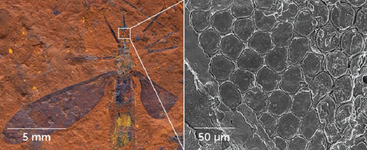 (تصاویر) کشف فسیل‌های شگفت انگیز از «قلب مرده» استرالیا!