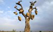 (تصاویر) داستان عجیب گوشواره‌های سنگی درختان